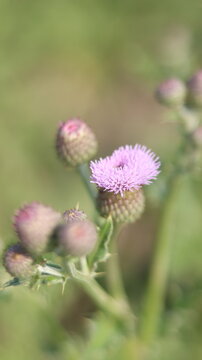 Beautiful Purple Thistle Flower Close-Up