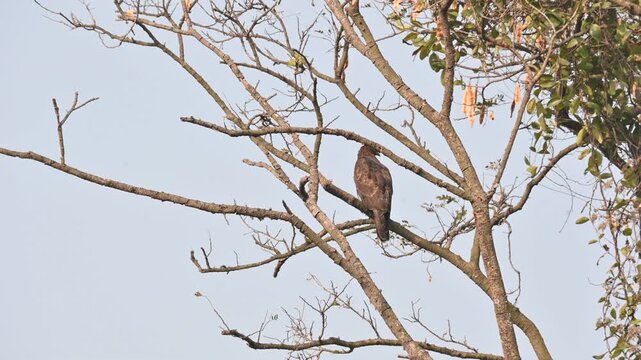 Crested honey buzzard or Pernis ptilorhynchus. Its common name is&nbsp;oriental honey buzzard,&nbsp;Asiatic honey buzzard and Eastern honey buzzard. It is a&nbsp;bird of prey&nbsp;in the family&nbsp;Accipitridae. 