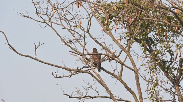 Crested honey buzzard or Pernis ptilorhynchus. Its common name is&nbsp;oriental honey buzzard,&nbsp;Asiatic honey buzzard and Eastern honey buzzard. It is a&nbsp;bird of prey&nbsp;in the family&nbsp;Accipitridae. 