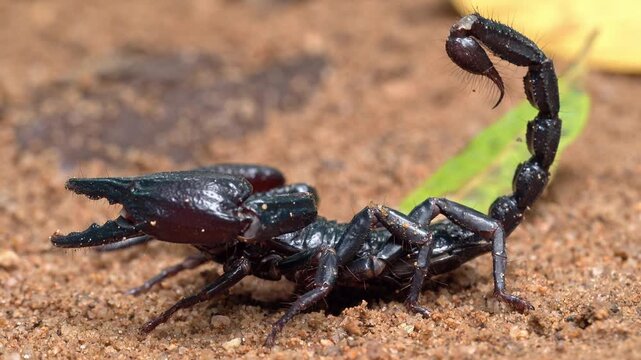 Side Profile of Forest Scorpion With Raised Stinger