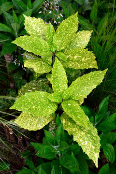 Aucuba japonica in perennial garden   