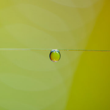 黄色い背景とテグスにぶら下がった水滴が丸くて可愛い