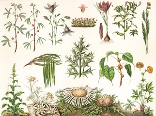 Fototapeten Dschungel Defence Mechanisms of Different Plants, chromolithograph with Mimosa pudica, Campanula patula, Crocus sativus, botanical plate, old vintage illustration, 1897.  © Timofeeff