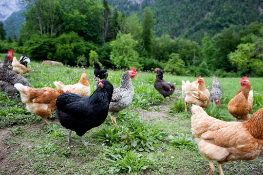 A flock of diverse free-range chickens grazes on a lush green alpine meadow in Tyrol, with vibrant grass, wild herbs, and a dense forest-covered mountain slope in the background.