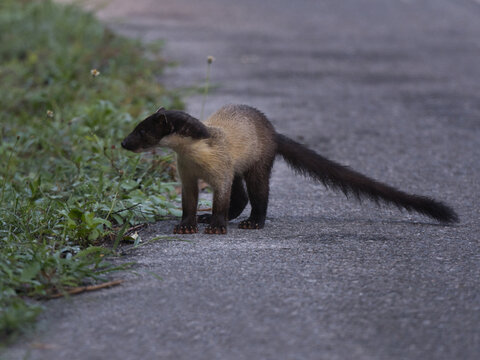 The Martes flavigula (Yellow-throated Marten) is the largest Old World marten. As seen in Kaeng Krachan National Park, It is a colorful, agile, and fearless omnivore.