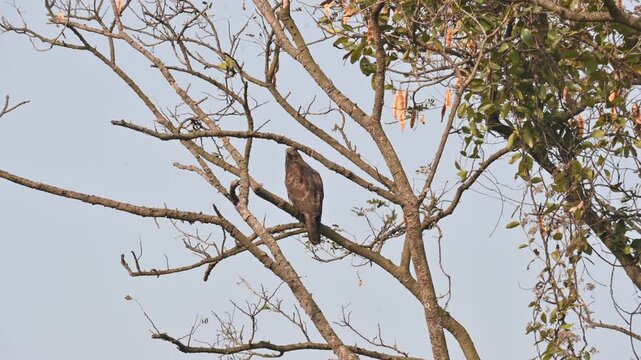 Crested honey buzzard or Pernis ptilorhynchus. Its common name is&nbsp;oriental honey buzzard,&nbsp;Asiatic honey buzzard and Eastern honey buzzard. It is a&nbsp;bird of prey&nbsp;in the family&nbsp;Accipitridae. 