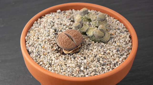 Lithops shedding leaves, macro live stones