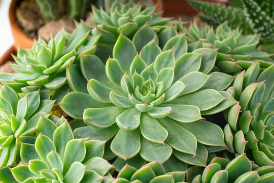 Graptopetalum altair mini succulent close up