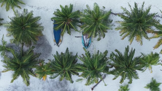 Aerial view of palm trees and traditional boats parked on the white sandy beach of Hanimaadhoo, Haa Dhaalu, Maldives.