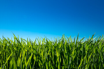 Fototapeta premium Green field and blue sky. Meadow landscape