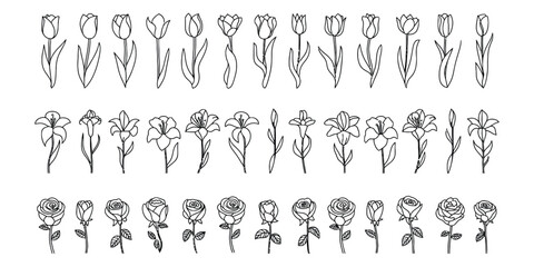 Fototapeta premium Hand drawn flower sketches set of tulips lilies and roses