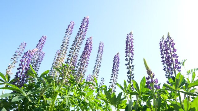 Purple lupine flowers swaying in wind with bee pollinator under blue sky