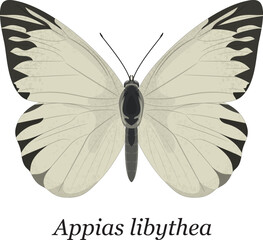 A detailed vector illustration of a Striped Albatross Butterfly (Appias libythea), isolated on a white background © Ento