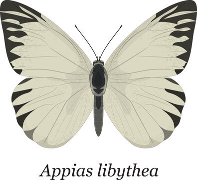 A detailed vector illustration of a Striped Albatross Butterfly (Appias libythea), isolated on a white background