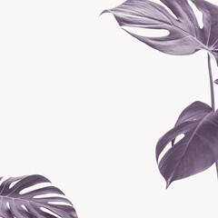 Purple tropical monstera leaves framing a minimal white background © Rawpixel.com
