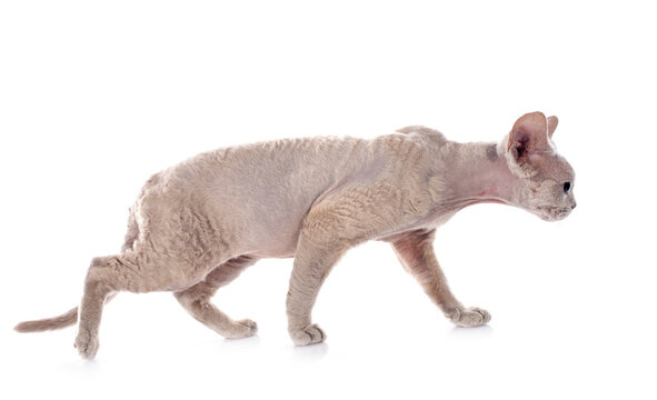 devon rex