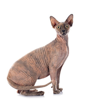 Sphynx Hairless Cat
