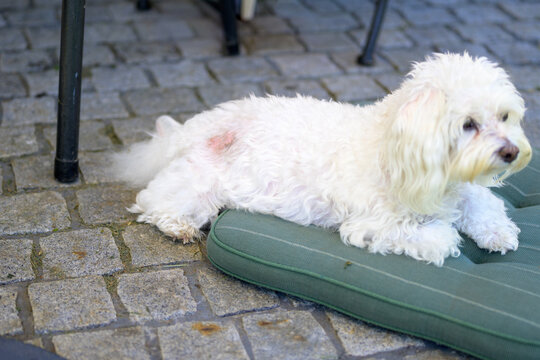 White Dog Skin Irritation Resting
