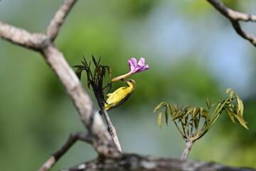 A olive-backed Sunbir sipping nectar from a flower in Langkawi, Malaysia © Yoshi