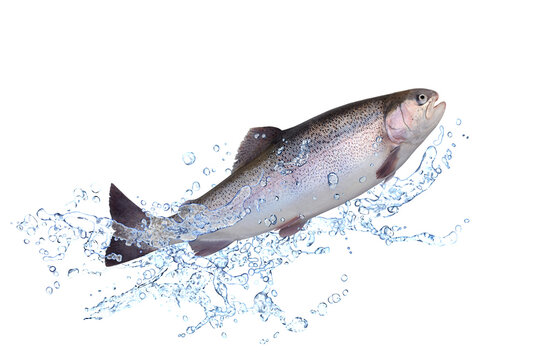 Fische 192