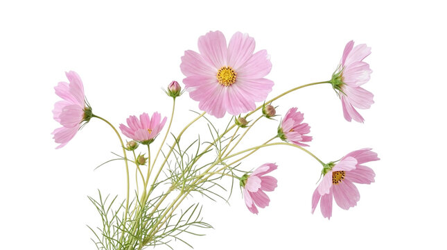 A bouquet of pink cosmos flowers isolated on transparent background