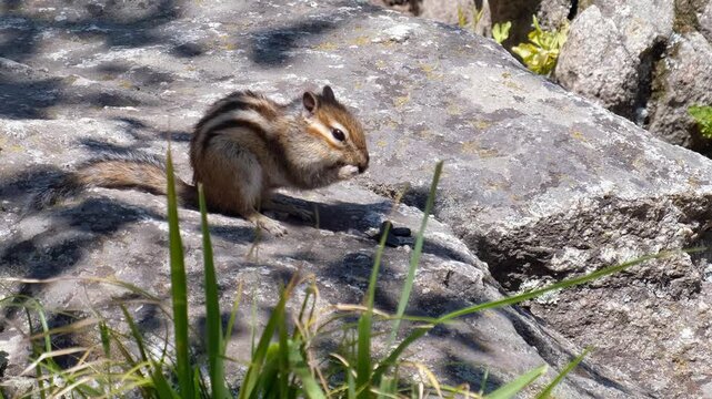 Video of a chipmunk sitting on the stone in a forest and eating sunflower seeds.