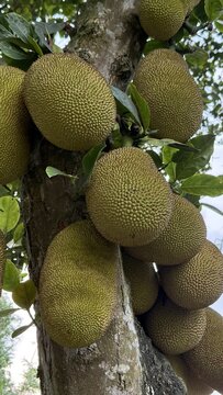 Large spiky jackfruits grow abundantly on a tropical tree trunk