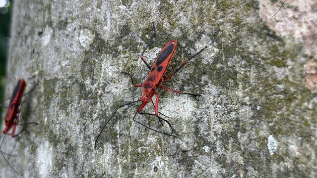Two red cotton stainer bugs crawl on rough tree bark