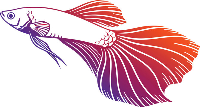 Colorful betta fish with long flowing fins and tail swimming isolated on transparent background