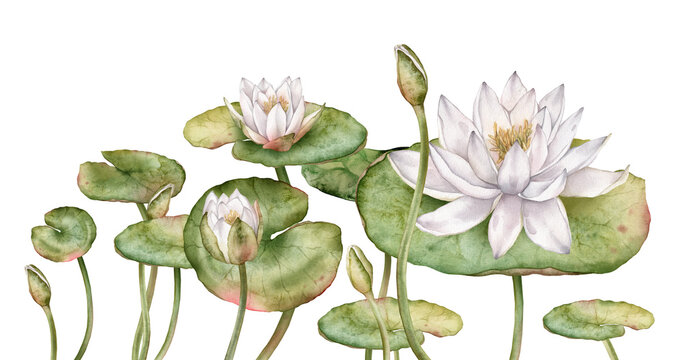 Composition horizontal border or banner with watercolor white water lilies and green leaves. Hand-drawn illustration on white background. Elegant floral design for textiles, wrapping paper, or border.