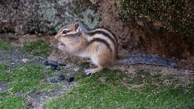 Video of a chipmunk sitting on the mossy stone in a forest and eating sunflower seeds.