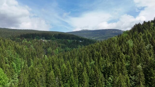 Sunlit spruce forest covering rolling mountain slopes under a blue sky with clouds in Krkono&scaron;e, Czechia