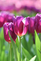 Obraz premium Close-up of a vibrant purple tulip in soft natural light, with a blurred background highlighting fresh spring blooms and delicate petal textures