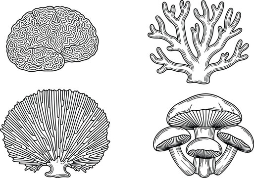 Black and white line of a brain, coral, fan shell, and mushrooms human brain sea coral