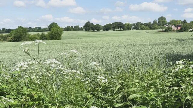 Sommerliche Landschaft mit Getreidefeld in Schleswig-Holstein