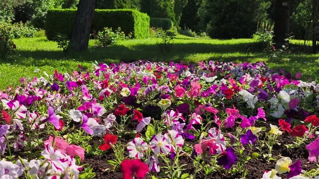 Beautiful vibrant petunia flower bed in a sunny green park with lush trees and hedges during summer.