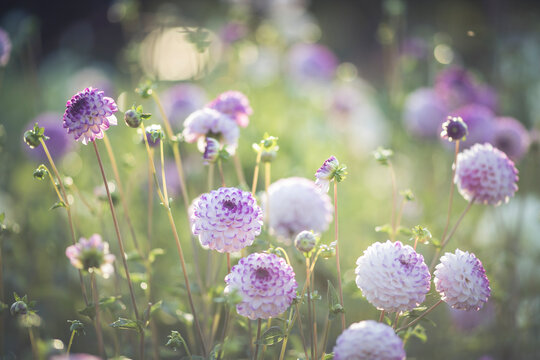 Dahlias at backlight