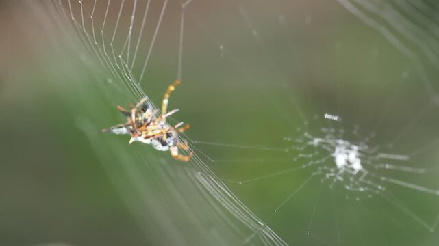 Close-up of a Spiny Orb Weaver Spider on a Web in Nature
