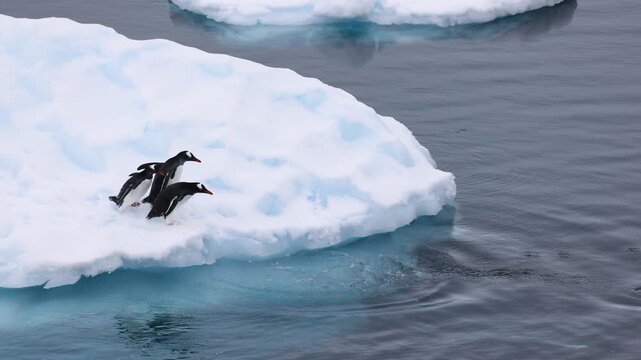 Gentoo penguins leap simultaneously off iceberg edge into clear Antarctic water, wildlife, nature and joyful view.