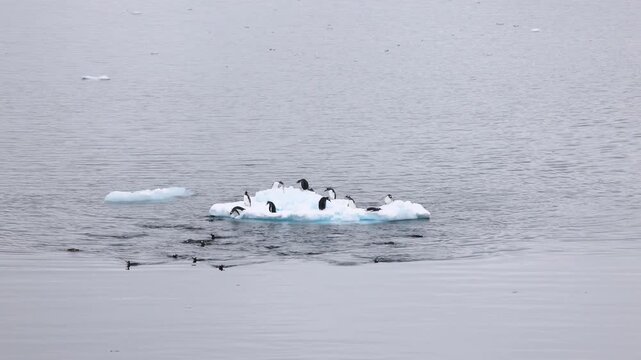Gentoo penguin group stranded on shrinking ice floe in slow motion surrounded by diving seabirds in grey Antarctic sea, climate crisis and wildlife view.