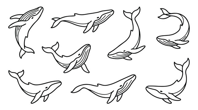 Minimalist whale line art collection, set of 8 hand drawn humpback whale vector icons, simple black and white sea animal illustrations for marine branding