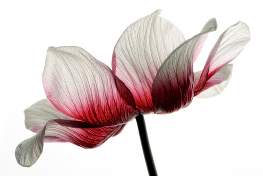 Red-white anemone in front of white background