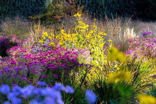 Flowers in garden in autumn
