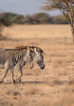 Two zebras walking in African savannah at golden hour