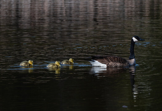 Canada goose swims with her fluffy goslings on pond in spring.