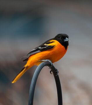 Close up of vibrant male Baltimore Oriole perched on hook