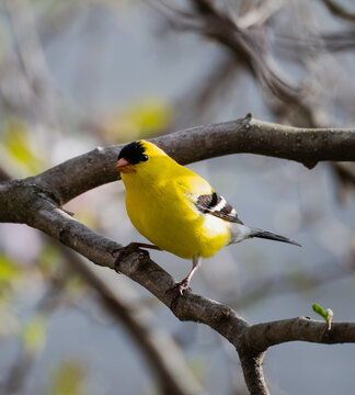 Male American goldfinch perched on a branch in spring.
