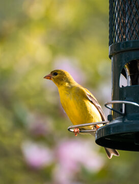 Female American Goldfinch on a backyard bird feeder on sunny day.