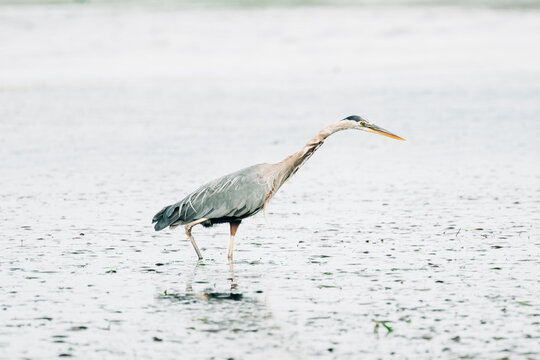 Side view of a great blue heron hunting in an eel grass bed