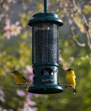 Two goldfinches perch on a green bird feeder on spring day.